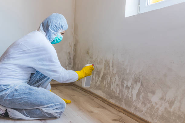 Licensed Mold Removal service in Nicktown, PA - WQB Mold Removal