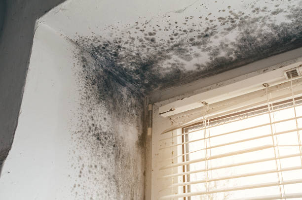 Affordable Mold Removal solutions in Nicktown, PA